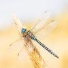 Insects in the radar trap